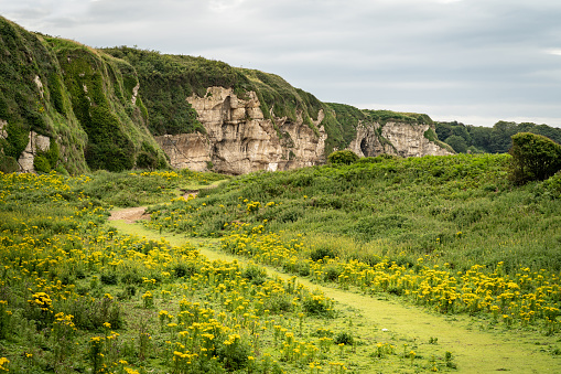 Idyllic walking trail overgrown with heavy vegetation at White Park Bay, County Antrim, Northern Ireland, shot on overcast summer day and cliffs in the distance