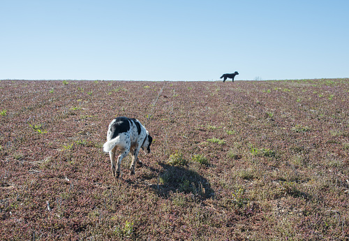 Two mixed breed dogs running free on rural farmland under a clear blue sky