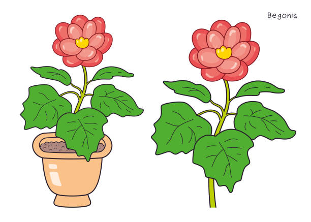Begonia flower Begonia flower in a flowerpot isolated begoniaceae stock illustrations