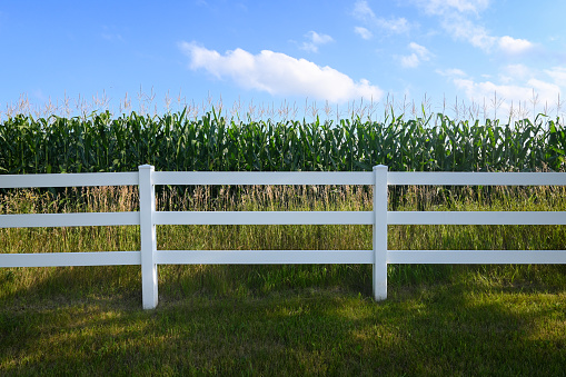 A Minnesota corn field is bordered by a white fence with. Background of blue sky