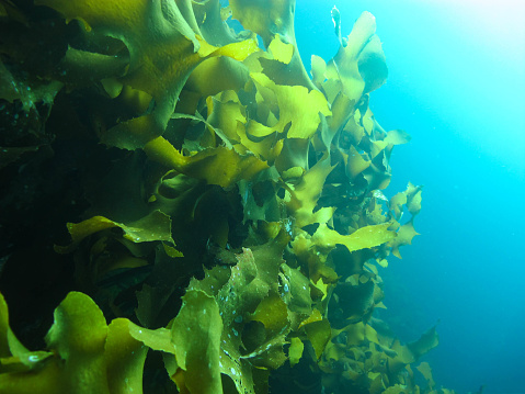 Seaweed on seabed in a warm Aegean sea in Greece.
