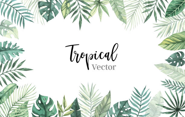 ilustrações de stock, clip art, desenhos animados e ícones de watercolor vector illustration. summer tropical frame with banana leaves, monstera and palm leaves. perfect for wedding invitations, prints, postcards, posters - wedding invitation illustrations