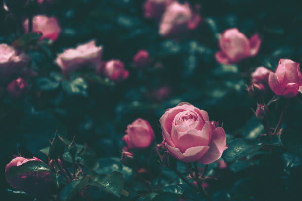 istock Beautiful Rose on Vintage style; nature background 1264913177