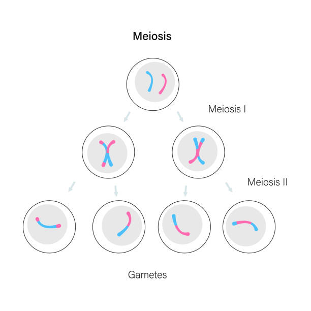 28 Simple Animal Cell Diagram Illustrations & Clip Art - iStock 28 Simple Animal Cell Diagram Illustrations & Clip Art - iStock