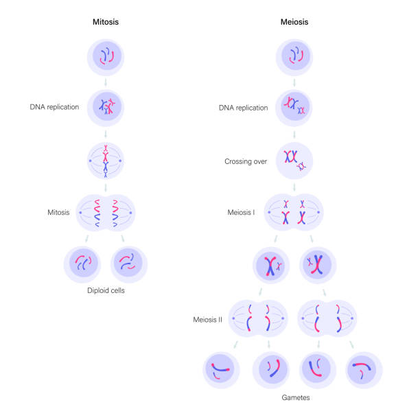 Mitosis and meiosis Meiosis and mitosos cell division. Diploid cells. DNA and human reproductive system concept. Medical, biology or anatomical banner or poster for clinic, genetic center. Flat simple vector illustration mitosis stock illustrations