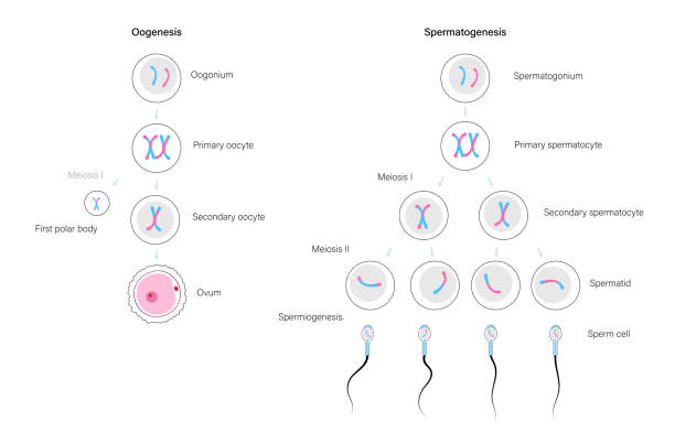 228 Spermatogenesis Stock Photos, Pictures & Royalty-Free Images - iStock |  Spermatozoan, Seminiferous tubule, Oogenesis