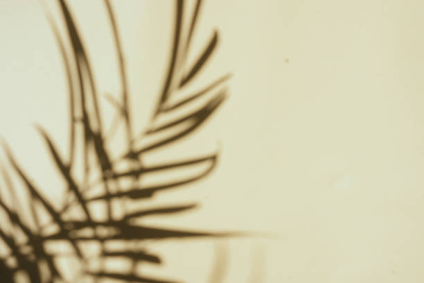 istock Top view of tropical leaf shadow on color background. 1264915268