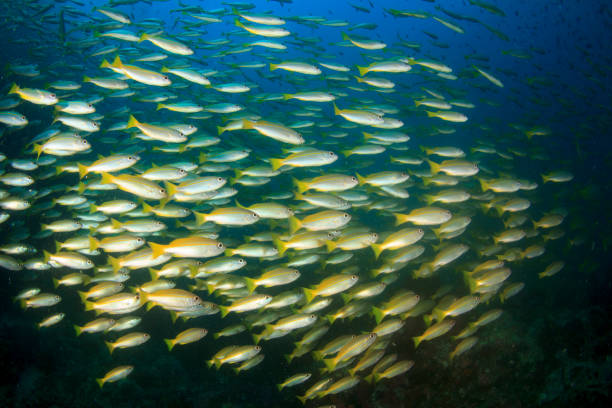 istock Fish school in ocean above coral reef 1264916200