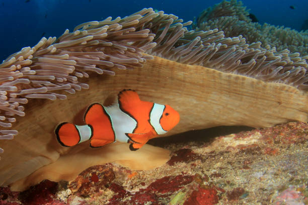 istock Anemone and Anemonefish Fish on coral reef 1264916249
