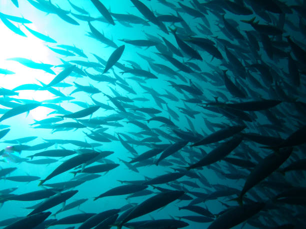School of fish silhouetted against the sun stock photo