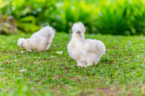 Silkie chickens live in garden summer season, zoo of Thailand Asia