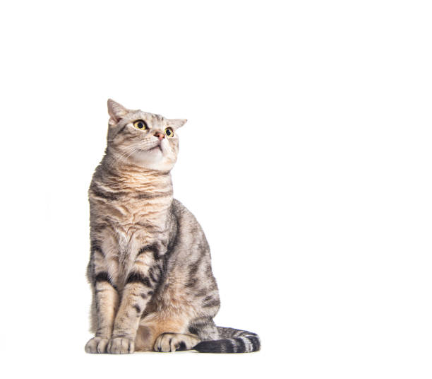 istock american short hair cat looking up 1264917370