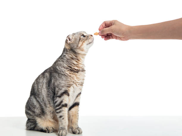 istock cat standing and eating food from hand 1264917373