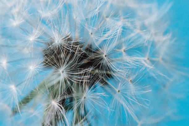 istock closeup of dandelion 1264918103