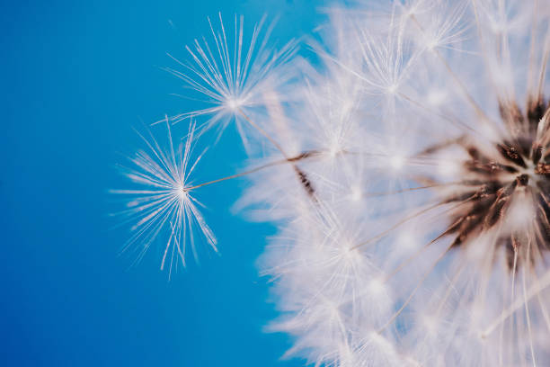 istock closeup of dandelion 1264918109