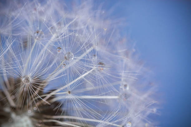 istock closeup of dandelion 1264918153