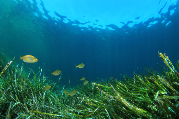 istock Green sea weed and fish 1264918232