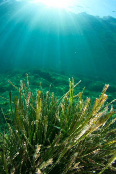 istock Green sea weed and fish 1264918234
