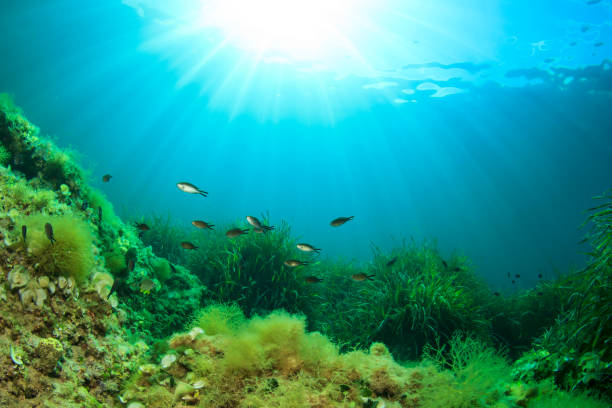 istock Green sea weed and fish 1264918235