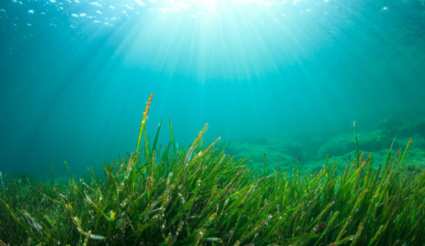 istock Green sea weed and fish 1264918237