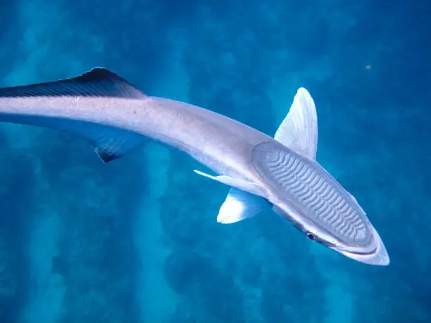 Photo of Remora Department (Echeneidae)