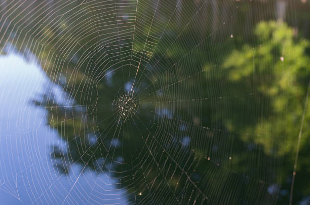 istock The threads of a spider's web up close in a circular pattern; landscape view 1264920402