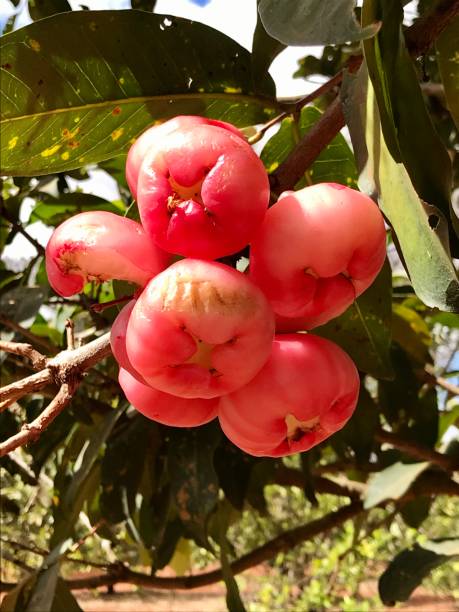 Syzygium pink jambos Syzygium jambo pink-delicious fruits syzygium jambos stock pictures, royalty-free photos & images