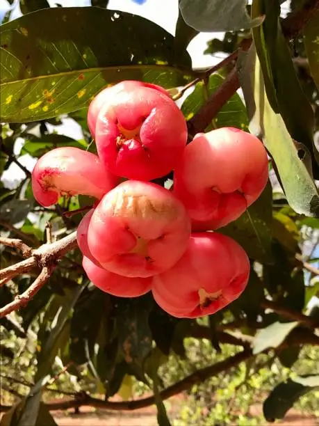 Syzygium jambo pink-delicious fruits