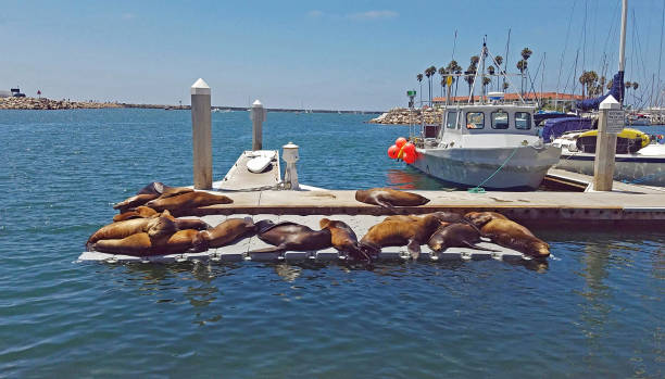 istock Oceanside Pier sea lions 1264922010