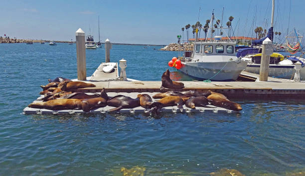 istock Oceanside Pier sea lions 1264922011