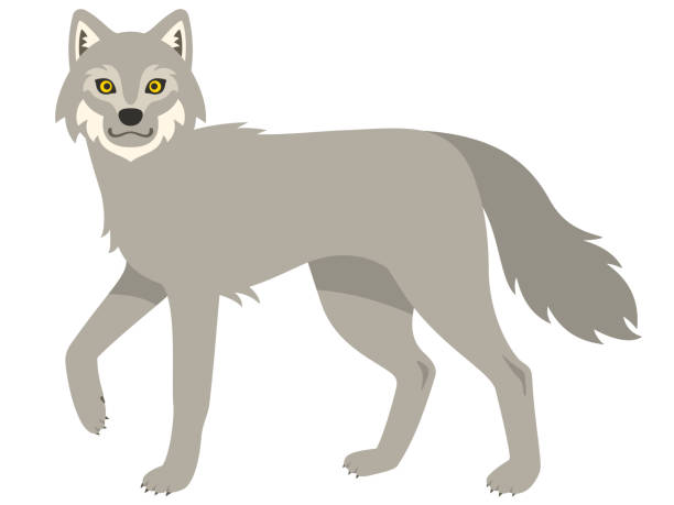 Illustration Of A Gray Wolf Stock Illustration - Download Image Now - Wolf,  Cartoon, Vector - iStock