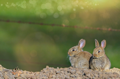 Young wild rabbits close up enjoying the sunshine