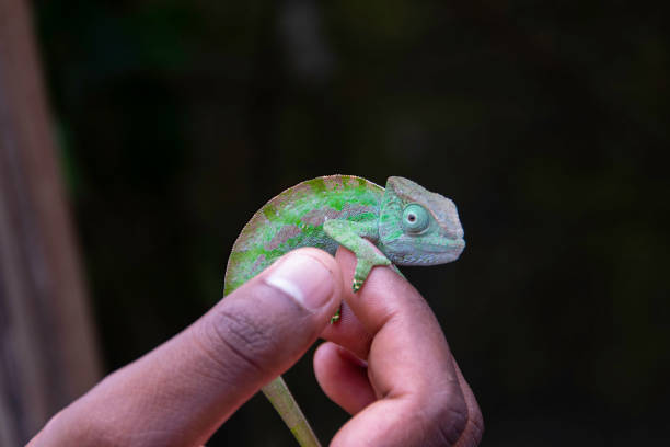 istock Madagascar panther chameleon (Purcifer pardalis) babies 1264924686