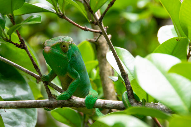 istock Panther Chameleon of Madagascar (Purcifer pardalis) 1264924863