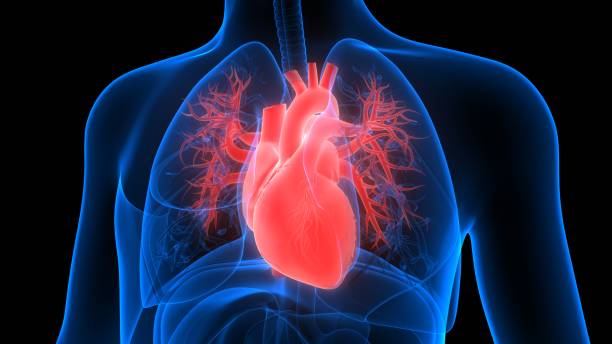 istock Human Circulatory System Heart Anatomy 1264925811