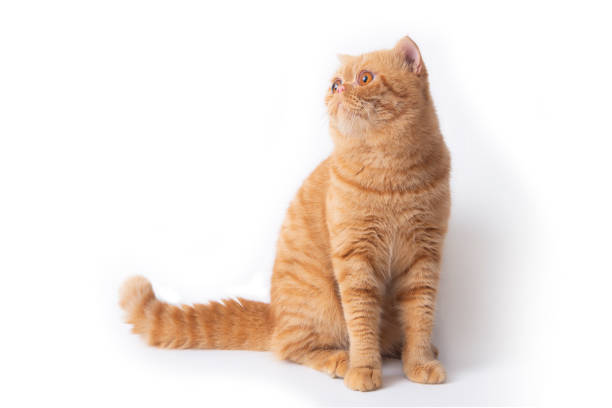 istock Studio shot of cute scottish fold cat sitting while looking to something. 1264927128