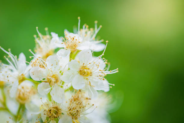 istock Branch of a tree with white flowers 1264928648