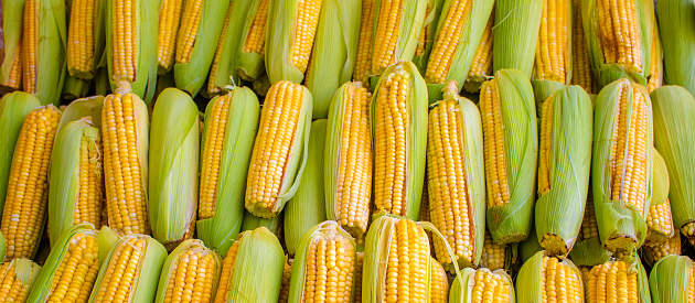 Grouped and standardized corn cobs for banners and billboard