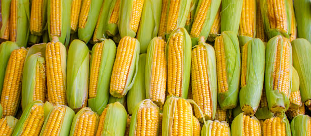 Corn cobs grouped on fair stall Grouped and standardized corn cobs for banners and billboard july photos stock pictures, royalty-free photos & images