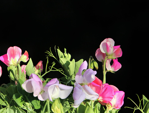 Modernistic Sweetpeas with a black background.