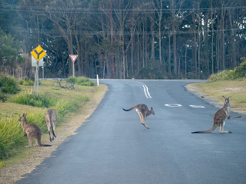 Horizontal landscape photo of a group of Eastern Grey kangaroos moving across a road in a small town on the south coast of NSW