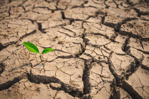 istock Growth of trees in drought crisis, Living with tree drought. 1264931071