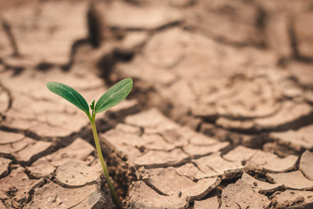istock Growth of trees in drought crisis, Living with tree drought. 1264931083