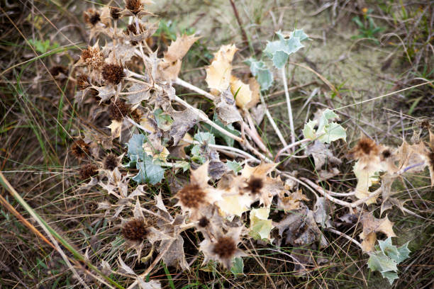 istock withered Diestel in the meadow 1264934245