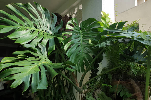 istock Monstera Deliciosa Plant 1264934953