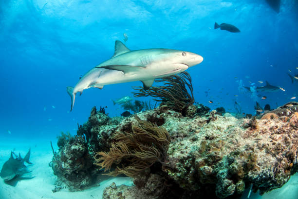 istock Caribbean reef shark at the Bahamas 1264935297