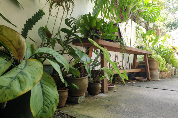 istock Tropical rainforest foliage plants indoor 1264935979
