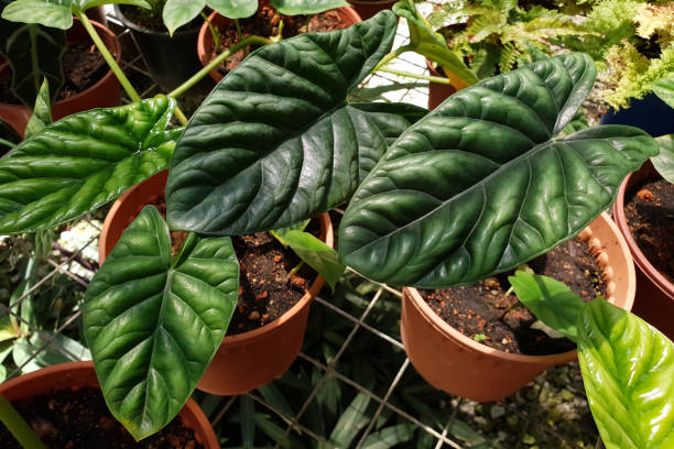 istock Potted Alocasia plant 1264936243
