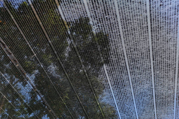 istock Weaved plastic shade to protect and avoid direct sunlight to the plants. 1264936248