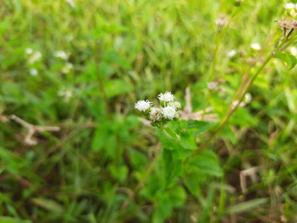 istock Bandotan (Ageratum conyzoides) is a type of agricultural weed. 1264937092